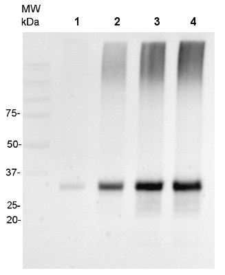 Western blot using anti-AOX1/2 antibodies